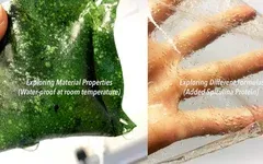 海藻包装：可持续发展的未来？