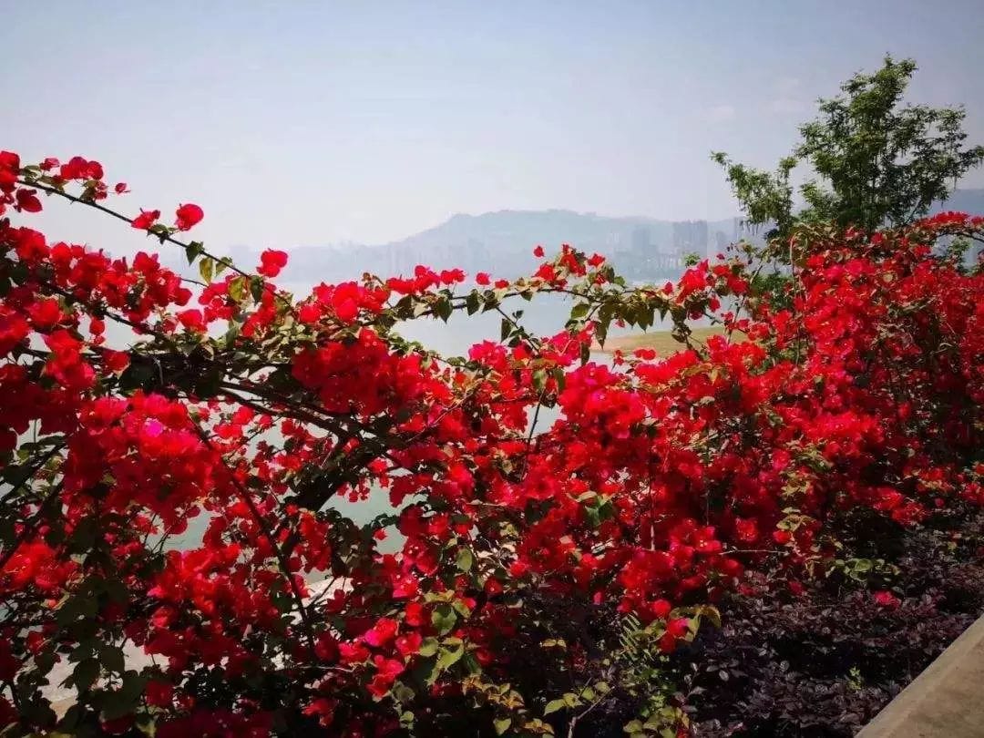 广州全市实体书店、“花城书房”、农家书屋、报刊亭等连成“红色书海”—— 木棉盛放，书香羊城换“红装”